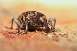 <p>KLIKOROH BOROVÝ (Hylobius abietis) Šluknovsko --- /large pine weevil - Fichtenrüsselkäfer/</p>